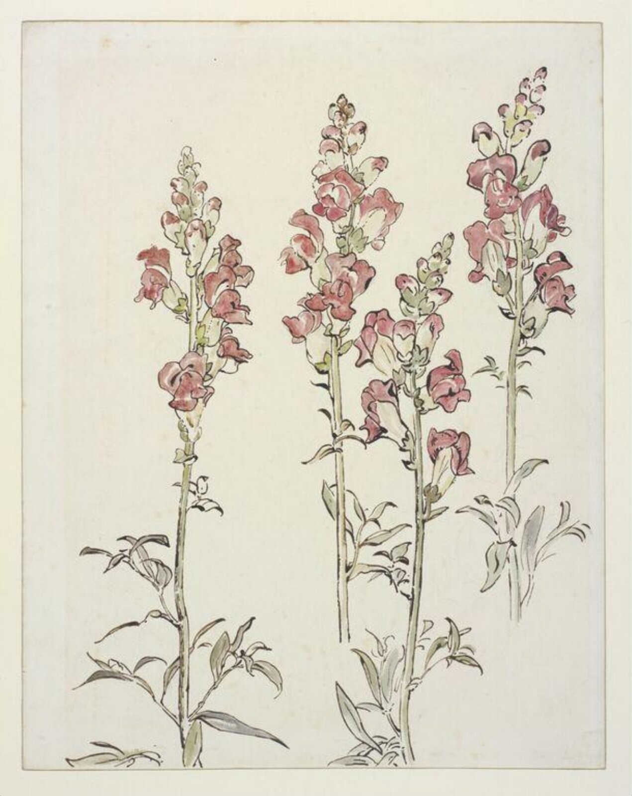 Watercolour, Beatrix Potter, ca.1903