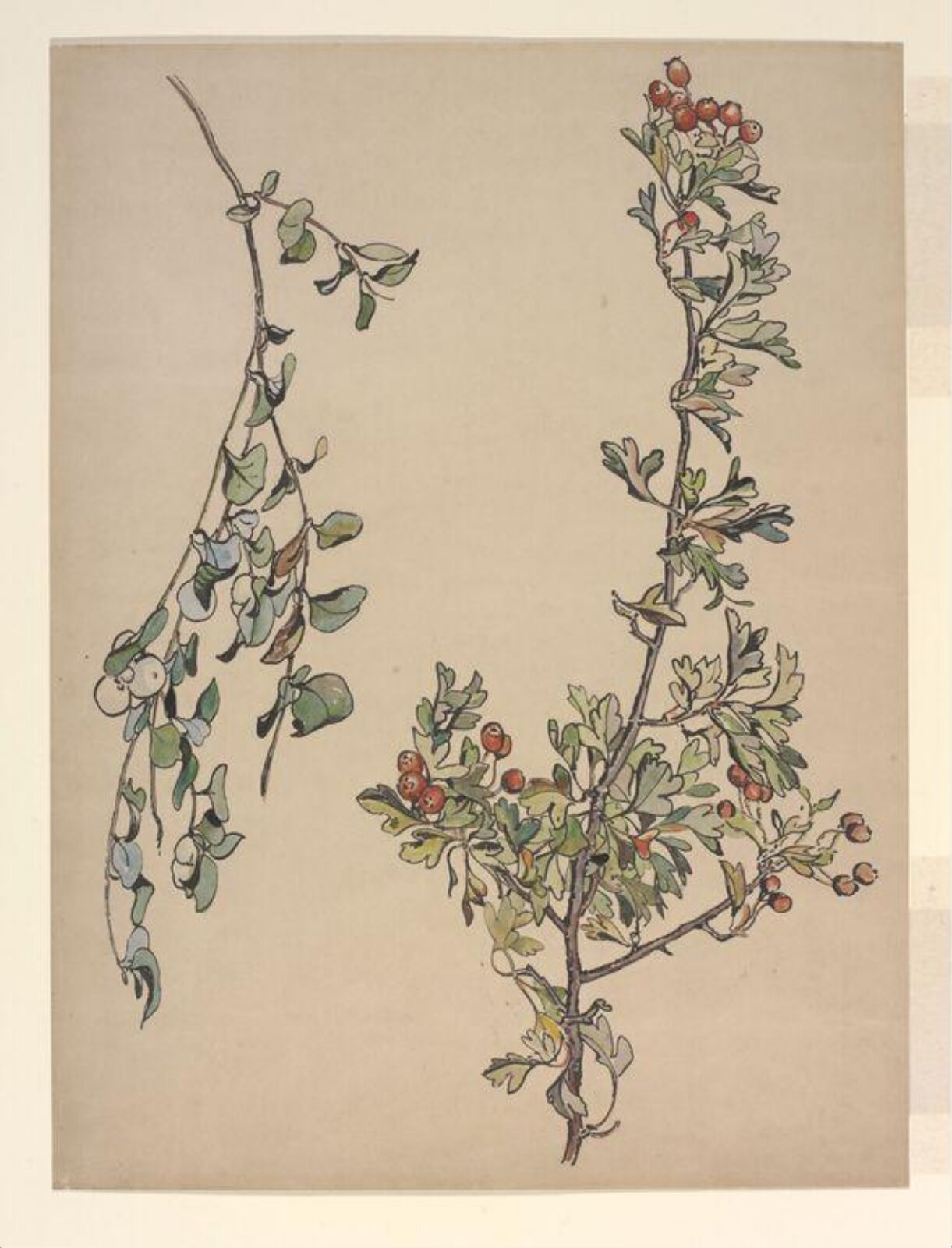 Autumn berries, Beatrix Potter, ca.1905