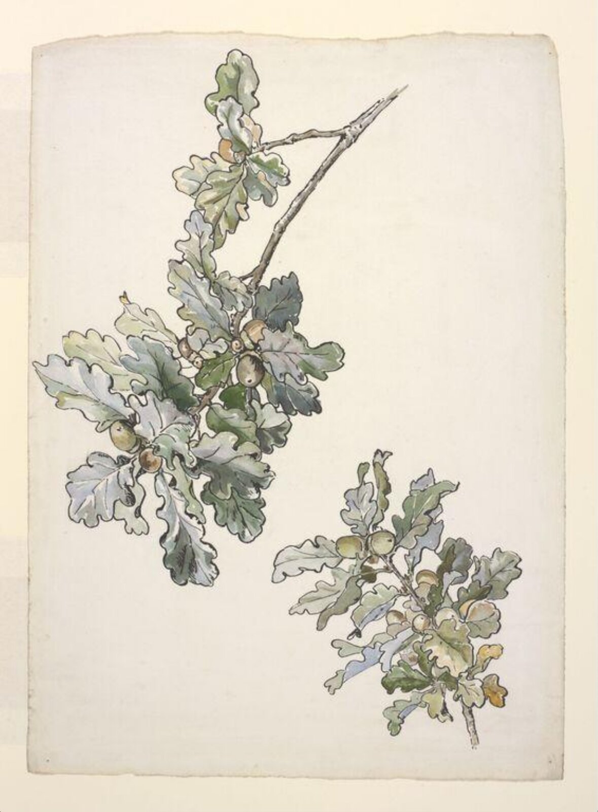 Watercolour, Beatrix Potter, ca.1905