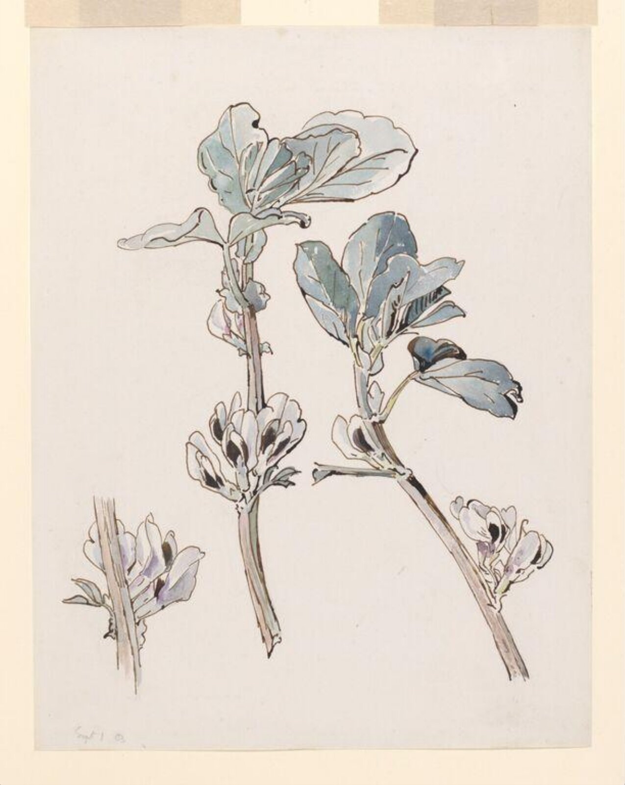 Broad bean in flower, Beatrix Potter, 01/09/1903