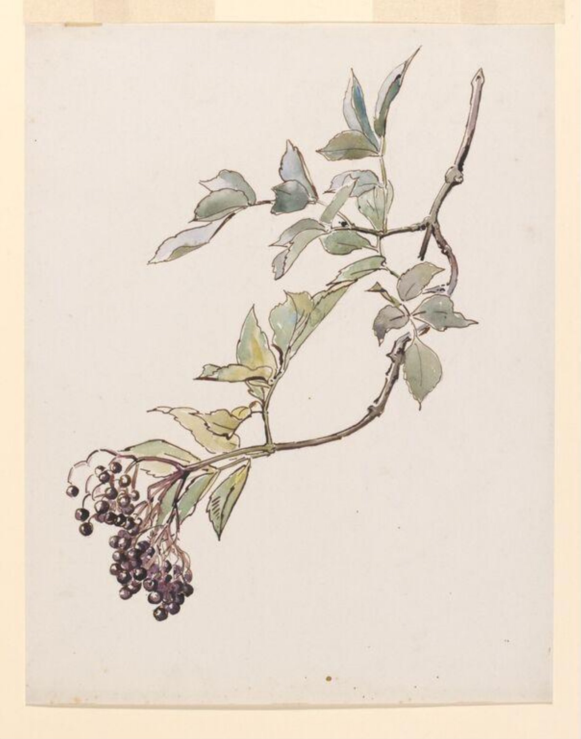 Study of a spray of elderberries, Beatrix Potter, ca. 1895