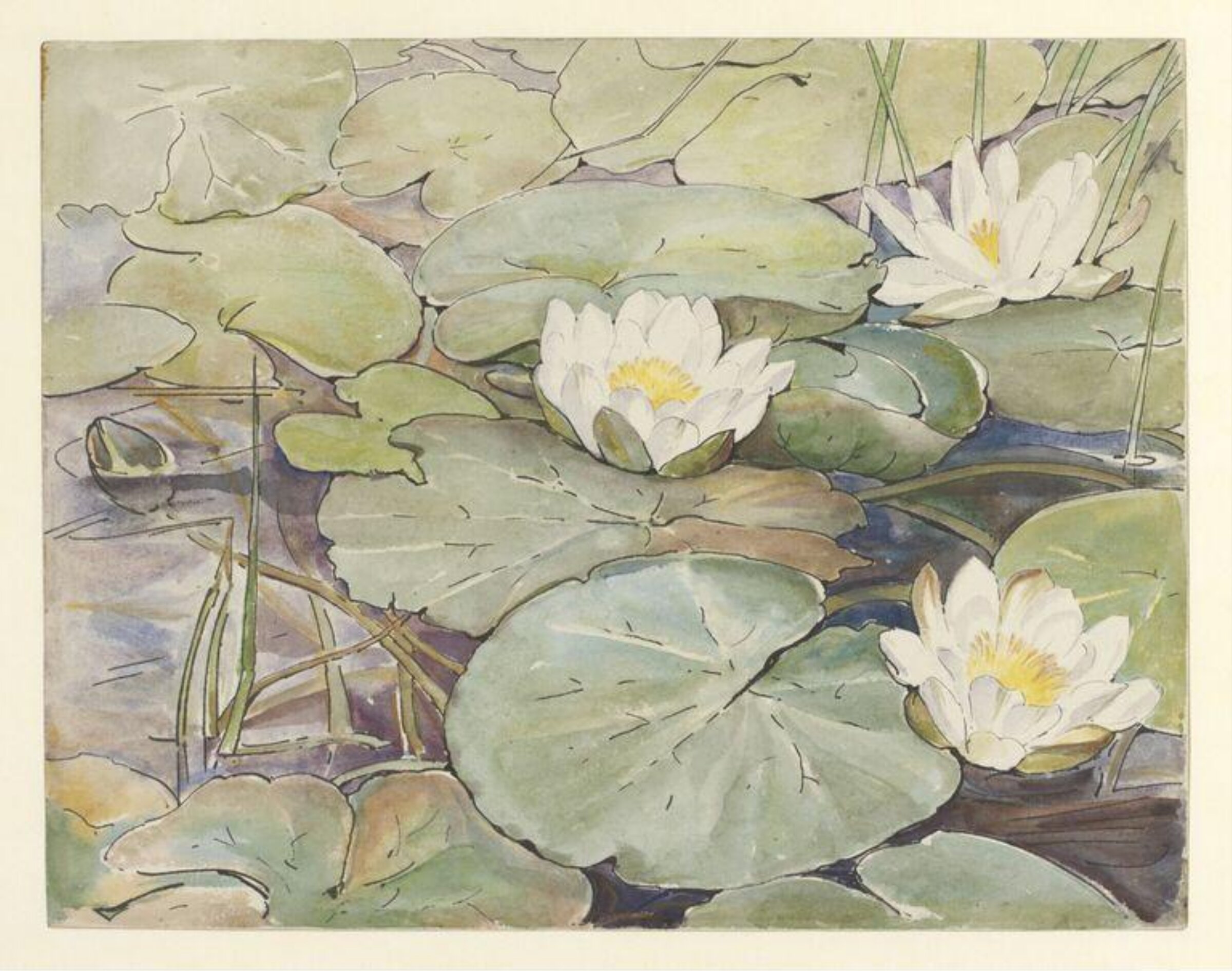 Watercolour, Beatrix Potter, 1906