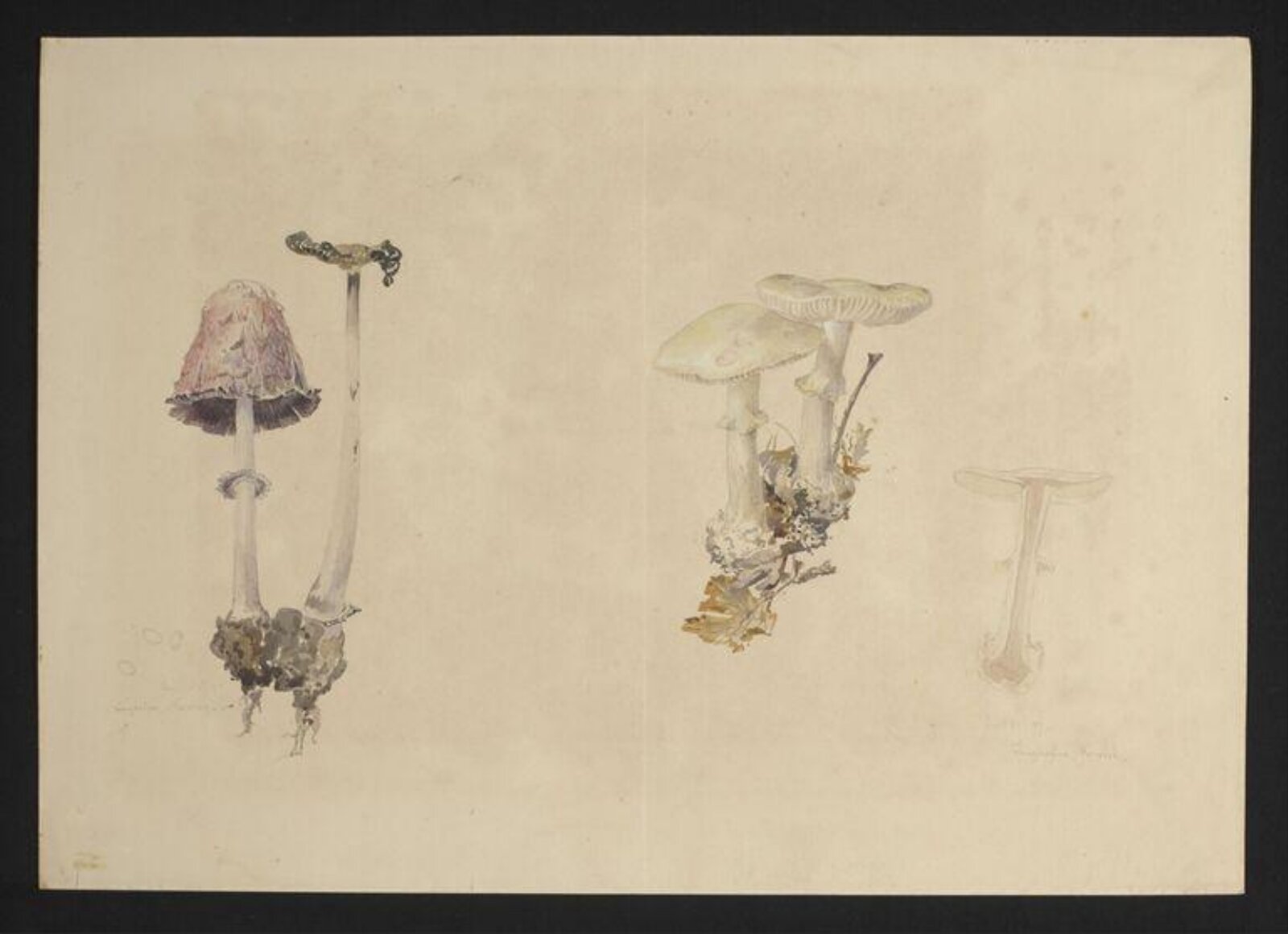 Watercolour, Beatrix Potter, 24/09/1897