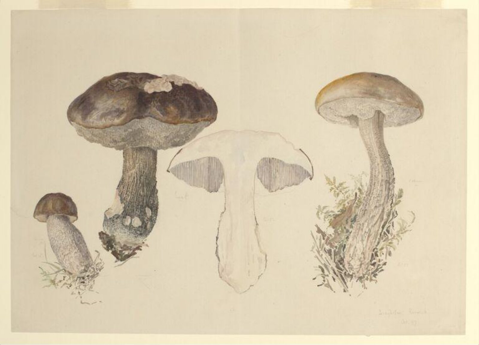 Watercolour, Beatrix Potter, 10/1897