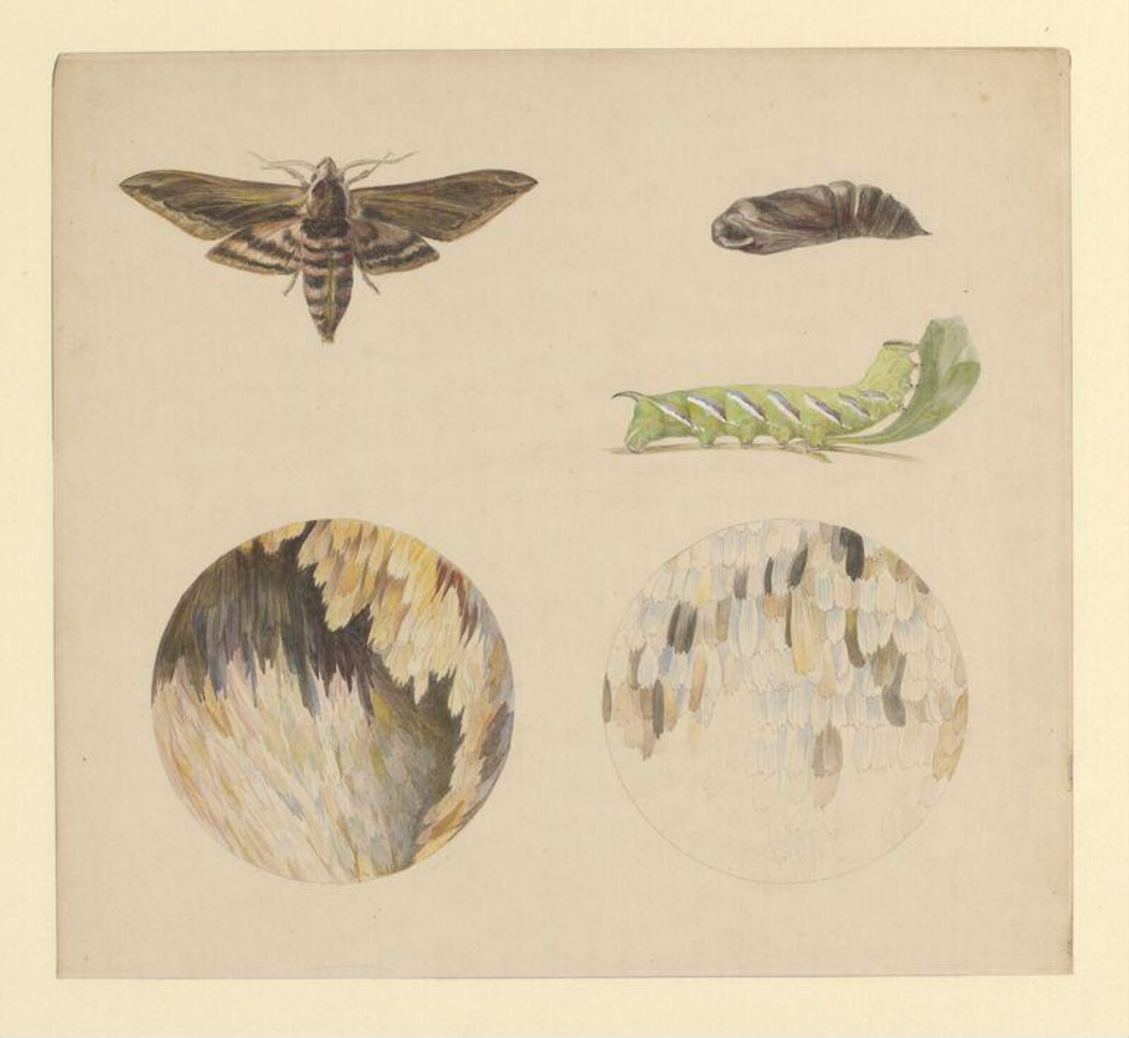 Watercolour, Beatrix Potter, 02/1887