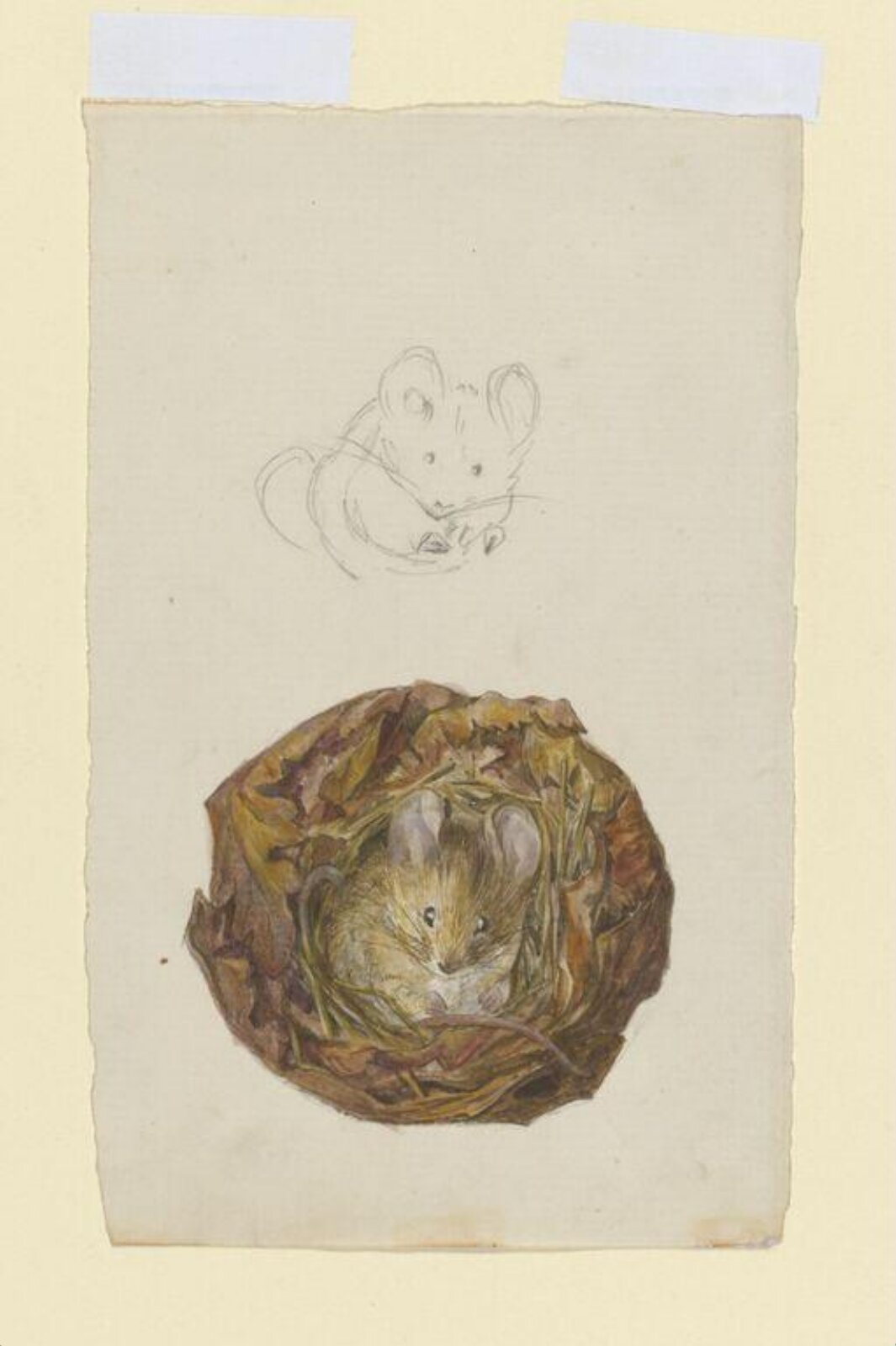Watercolour, Beatrix Potter, ca.1891