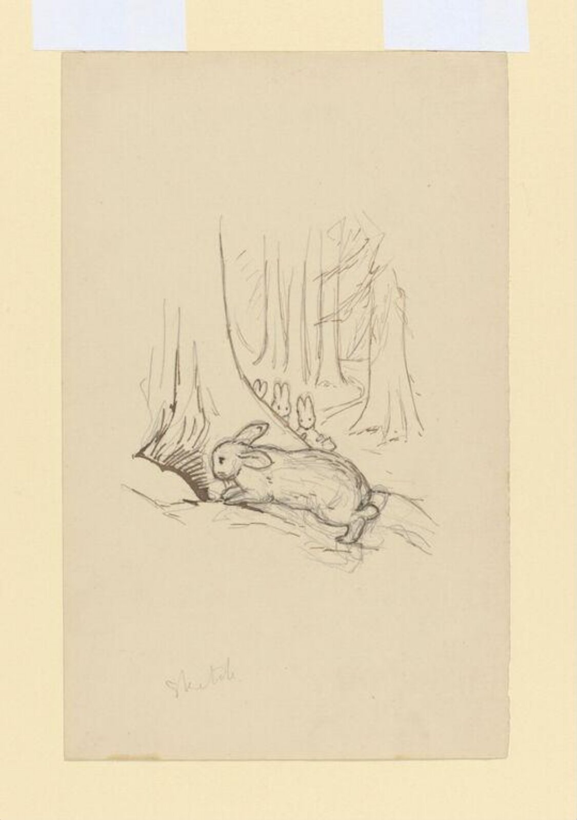 drawing, Beatrix Potter, 1901
