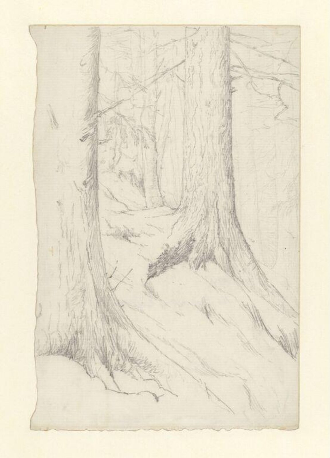 drawing, Beatrix Potter, ca.1899