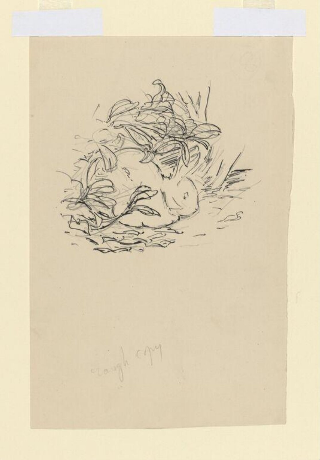 drawing, Beatrix Potter, 1901
