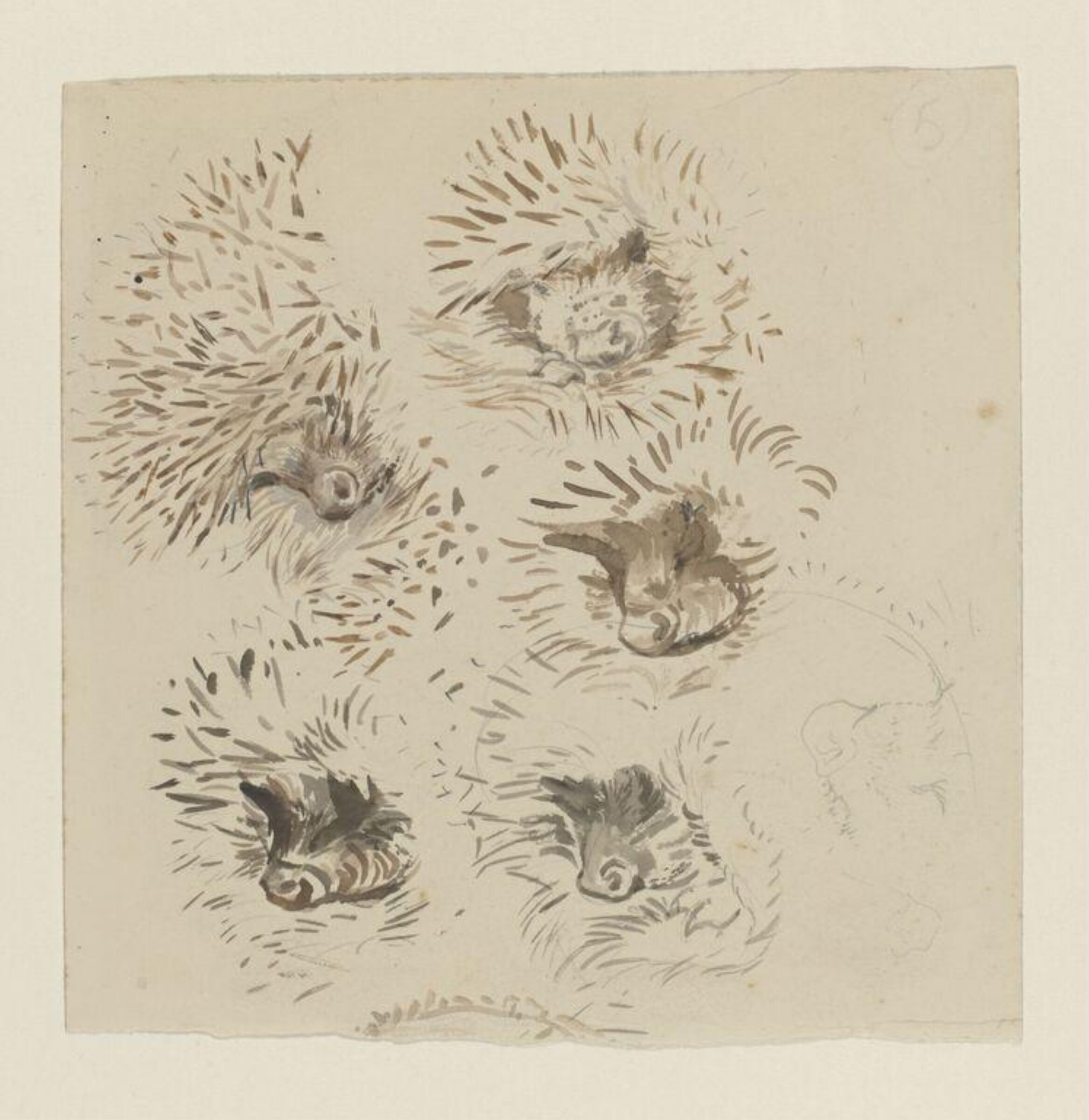 Watercolour, Beatrix Potter, 1904