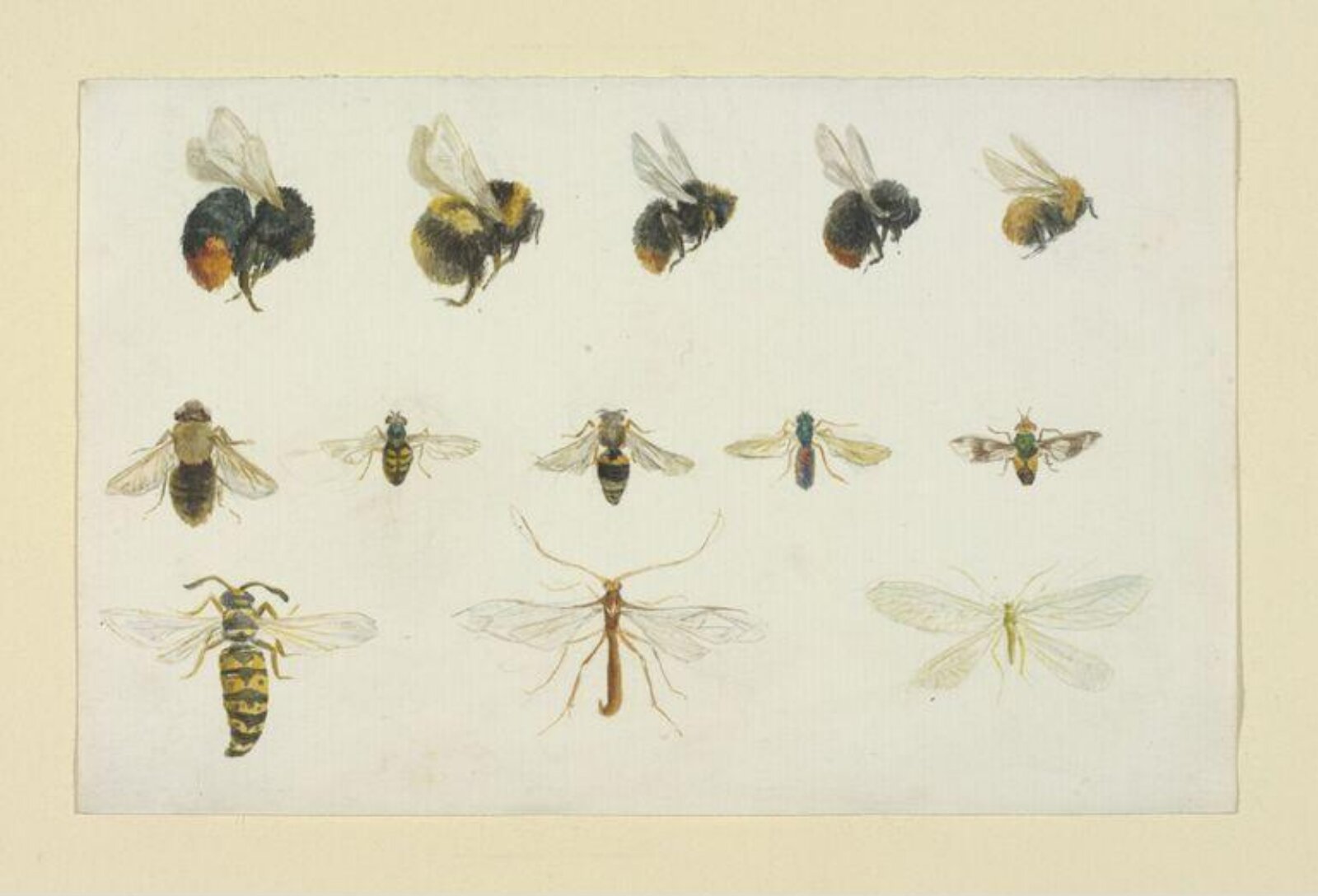 Watercolour, Beatrix Potter, ca.1895