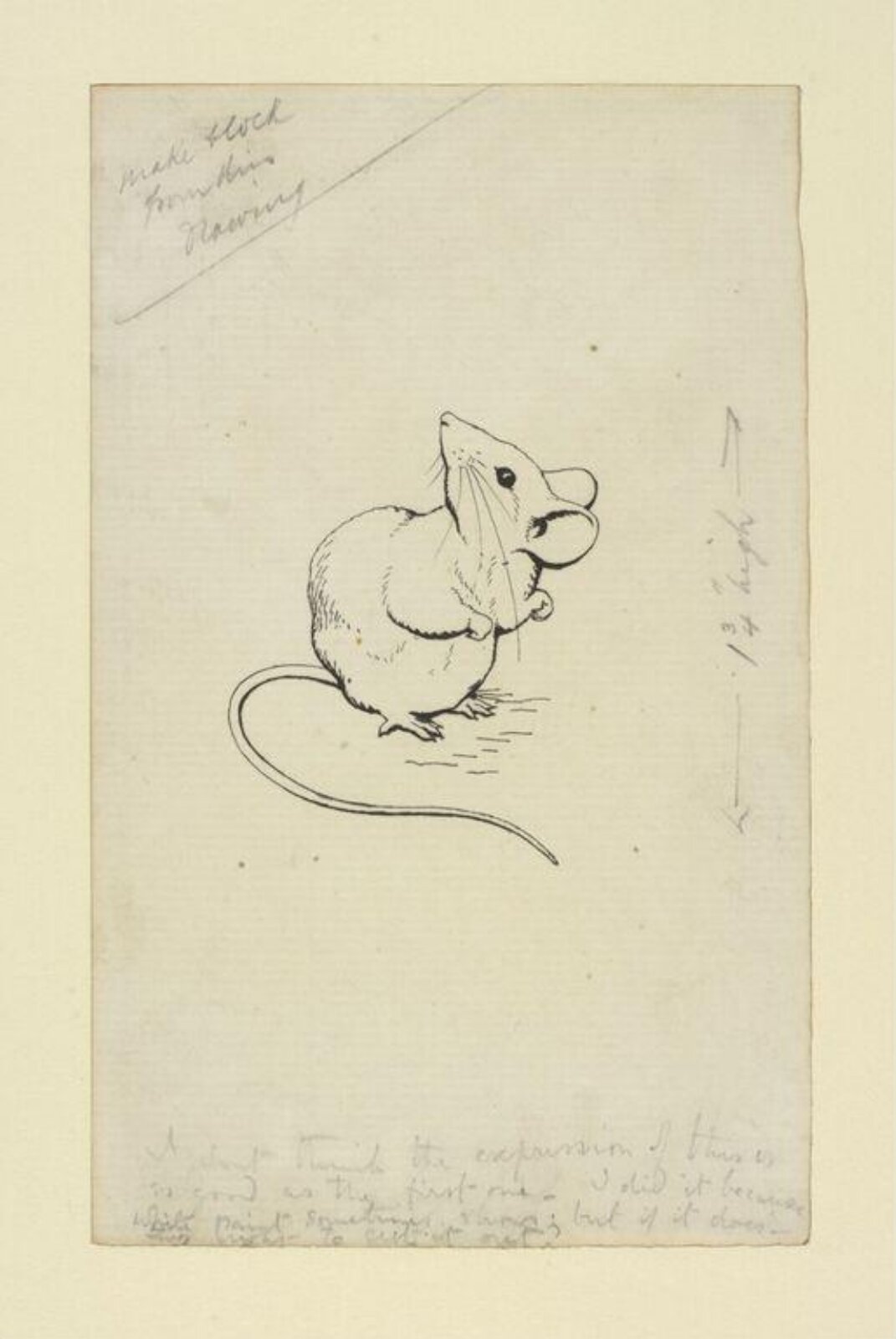 drawing, Beatrix Potter, 1904