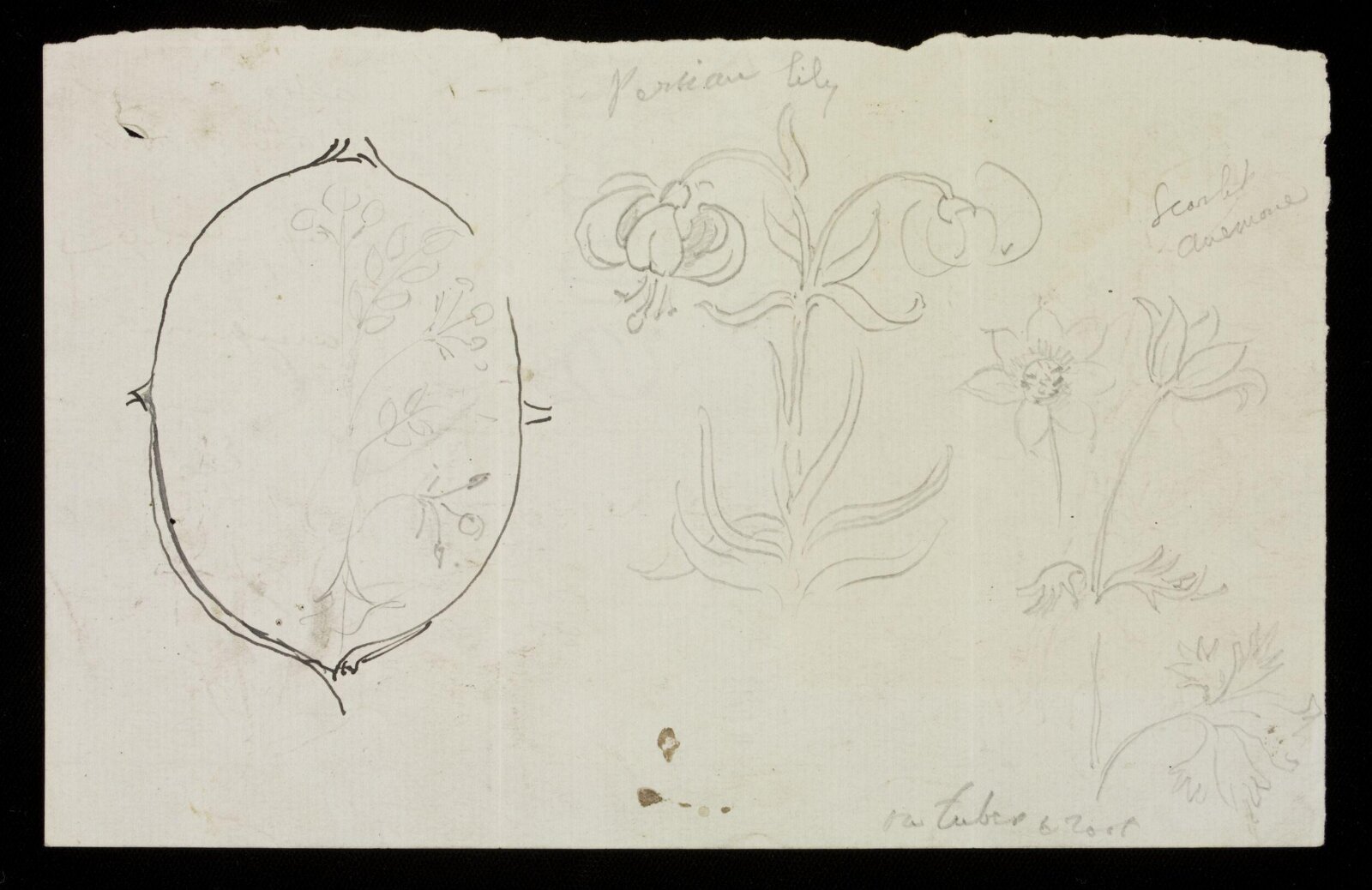 Design by J D Crace, J.D. Crace, late 19th century