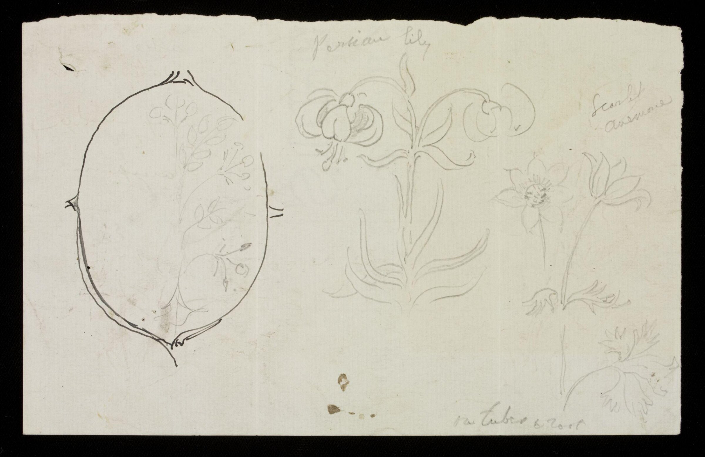 Design by J D Crace, J.D. Crace, late 19th century