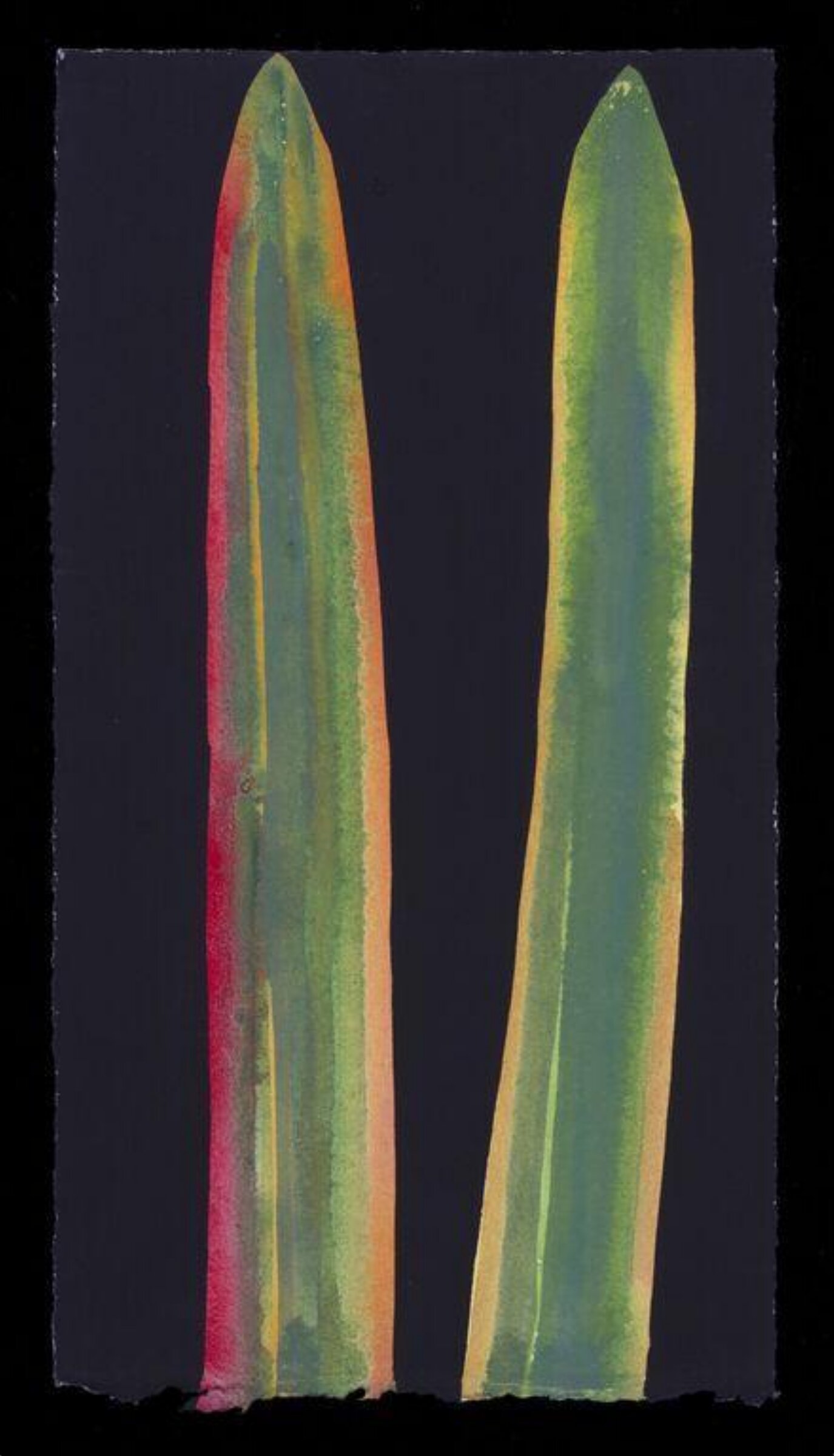 Two Leaves: New Zealand flax I, Nerys Johnson, 2000
