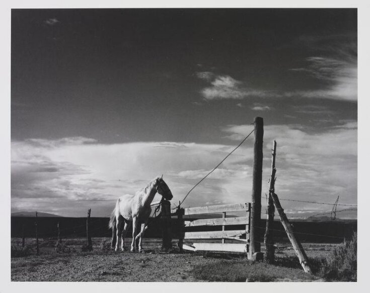 White Horse, Ranchos de Taos, New Mexico top image