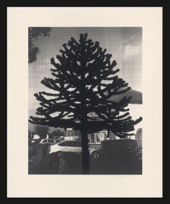 New Empire (Araucaria Araucana II)