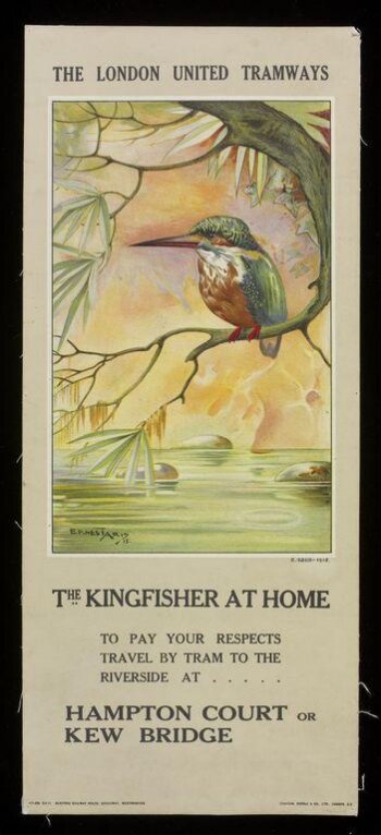 The Kingfisher At Home