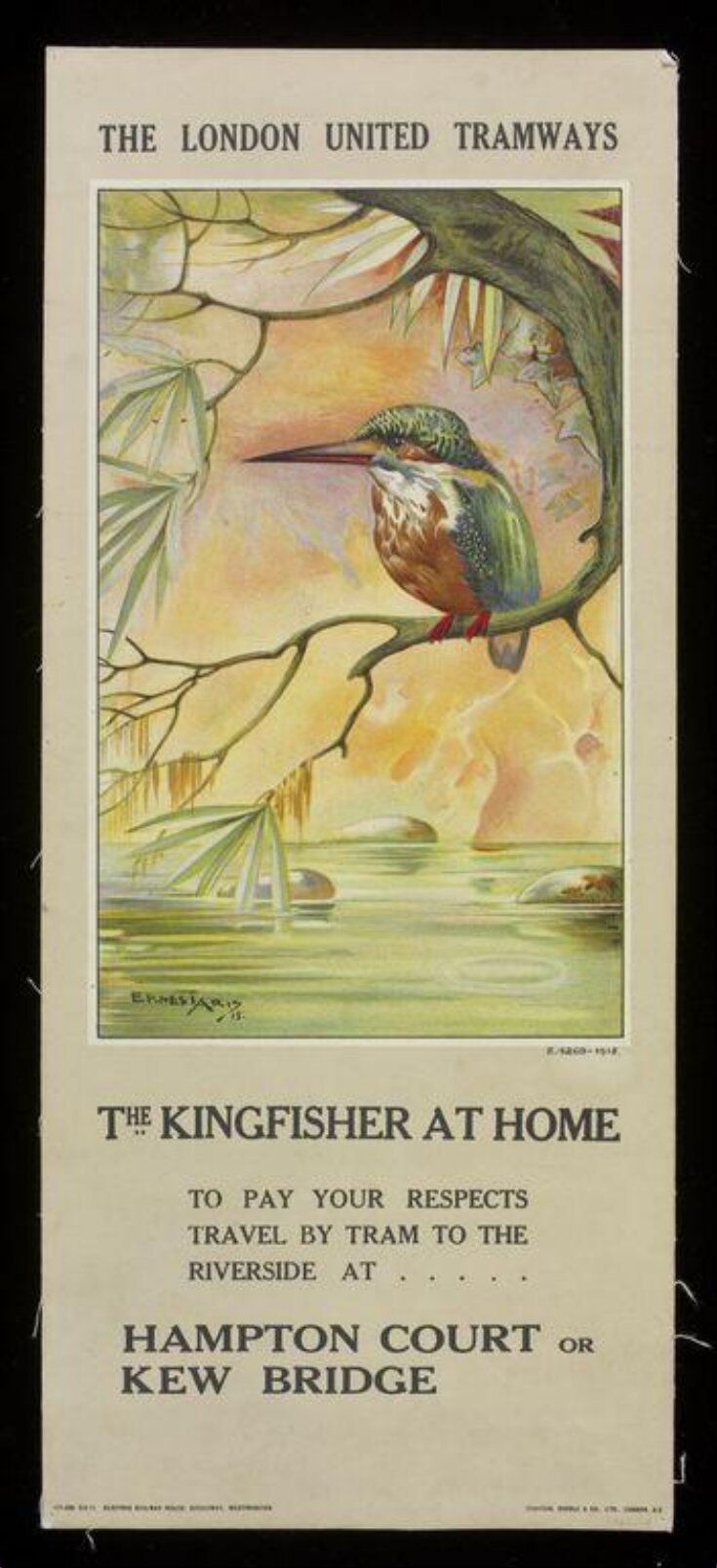 The Kingfisher At Home image