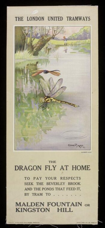 The Dragon Fly At Home