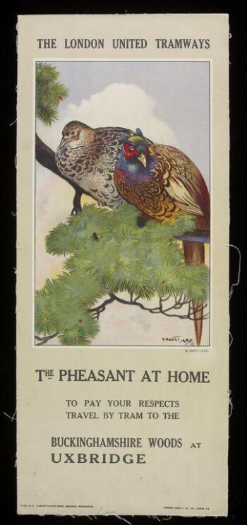 The Pheasant At Home