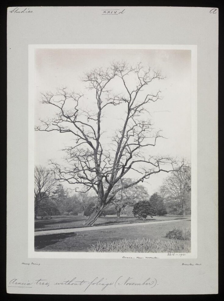 Acacia - Kew - November top image