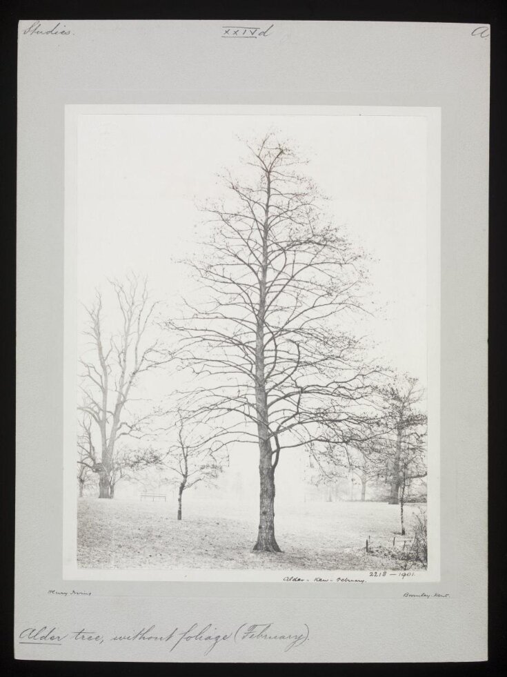 Alder – Kew – February top image