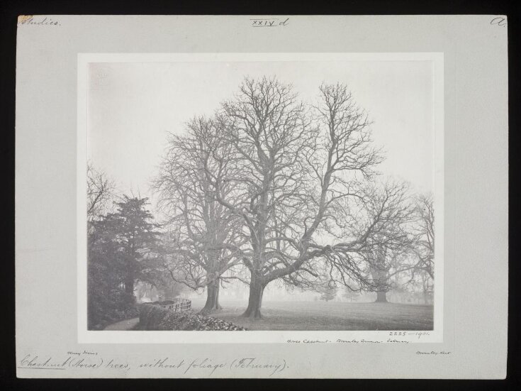 Horse Chestnut Bromley Common February Irving, Henry V&A