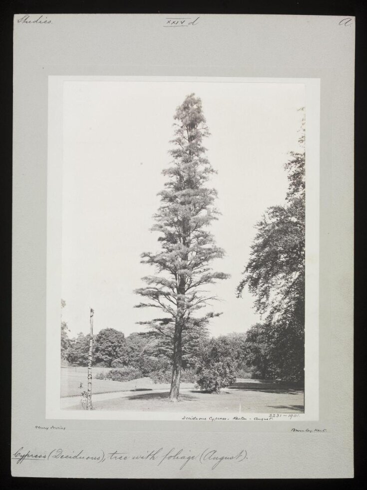 Deciduous Cypress – Keston – August top image