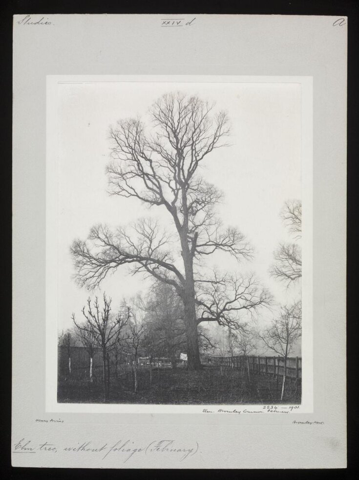 Elm - Bromley Common – February top image