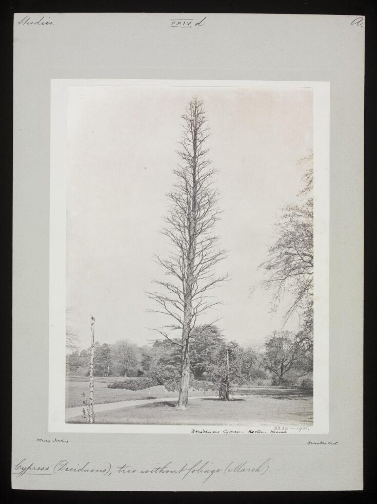 Deciduous Cypress – Keston – March top image