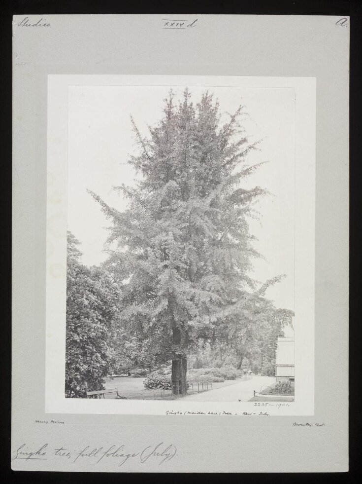 Gingko (Maiden Hair) Tree – Kew – July top image