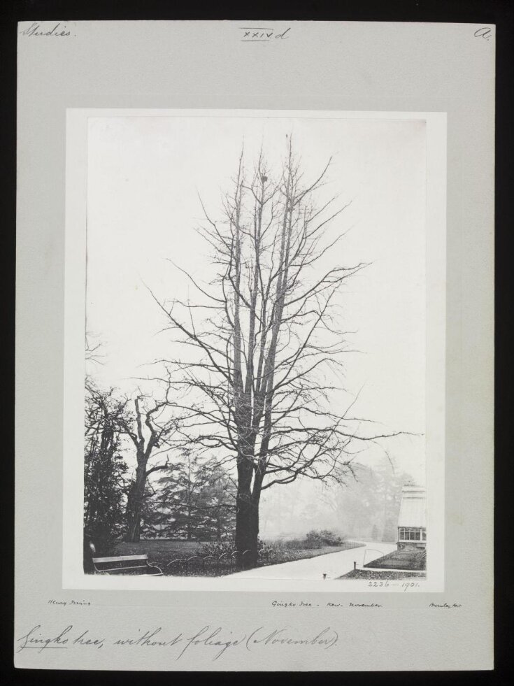 Gingko Tree – Kew – November top image