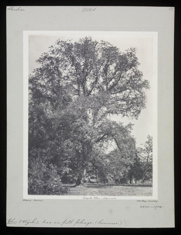 Wych Elm – Summer top image