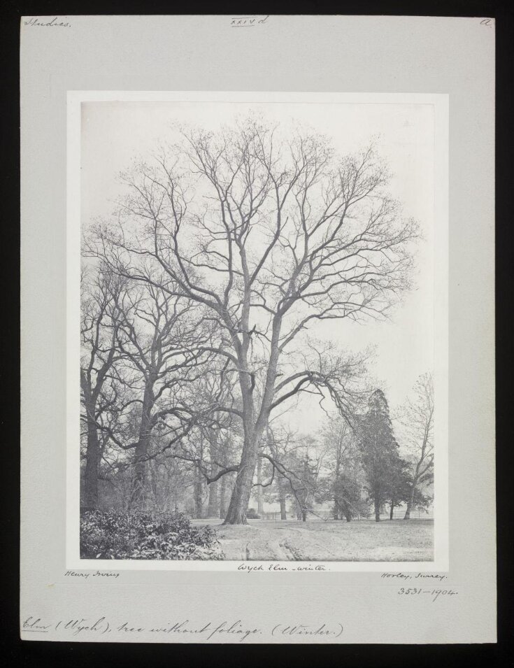 Wych Elm – Winter top image