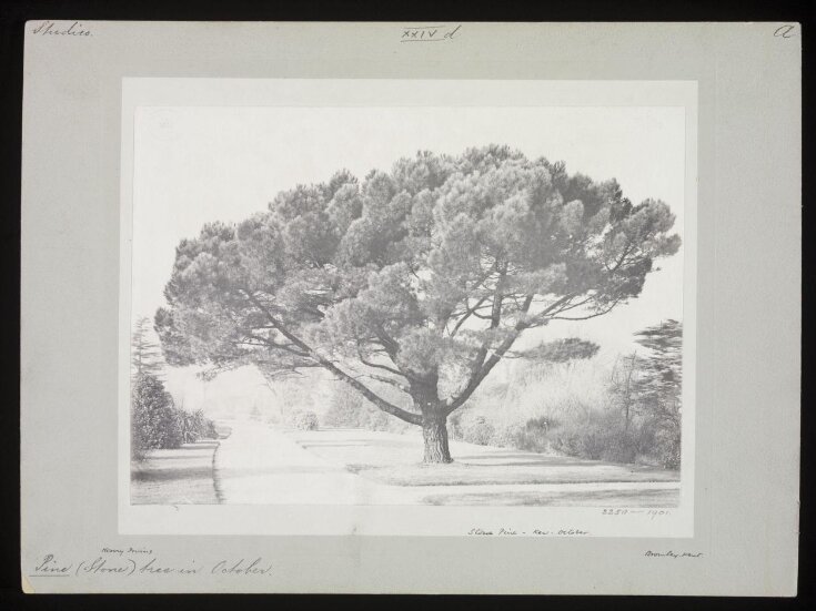 Stone Pine - Kew - October | Irving, Henry | V&A Explore The Collections
