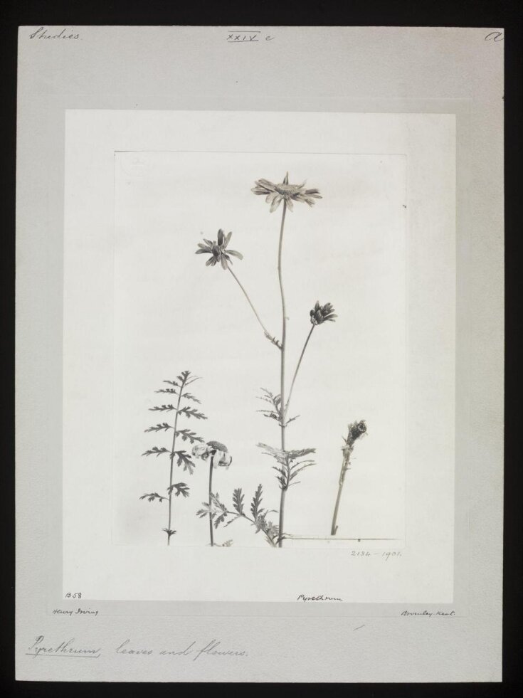 Pyrethrum | Irving, Henry | V&A Explore The Collections
