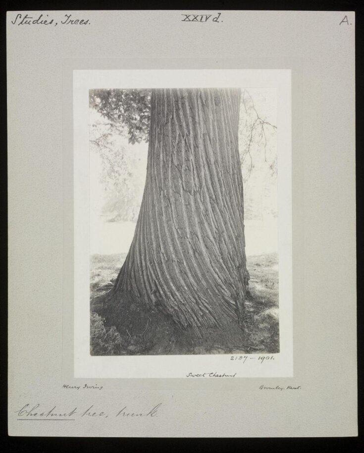 Sweet Chestnut top image