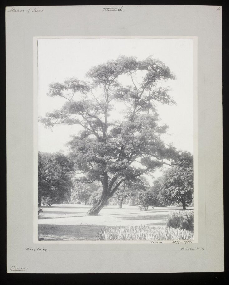 Acacia top image