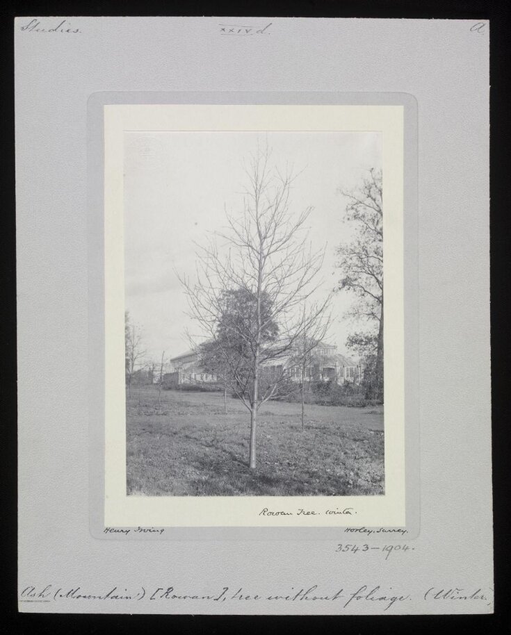 Rowan Tree. Winter top image