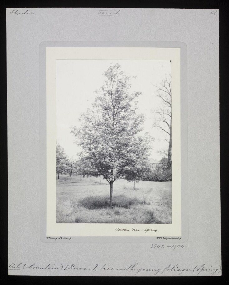 Rowan Tree - Spring top image