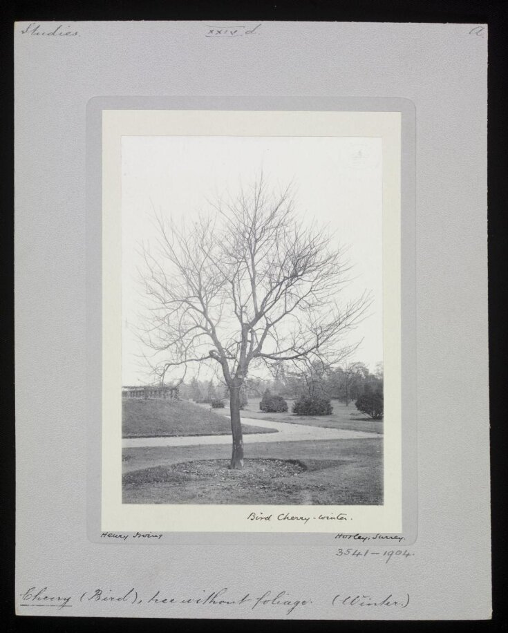 Bird Cherry - Winter top image