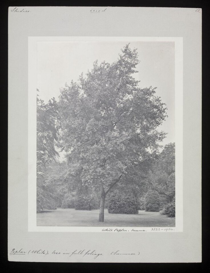 White Poplar – Summer top image