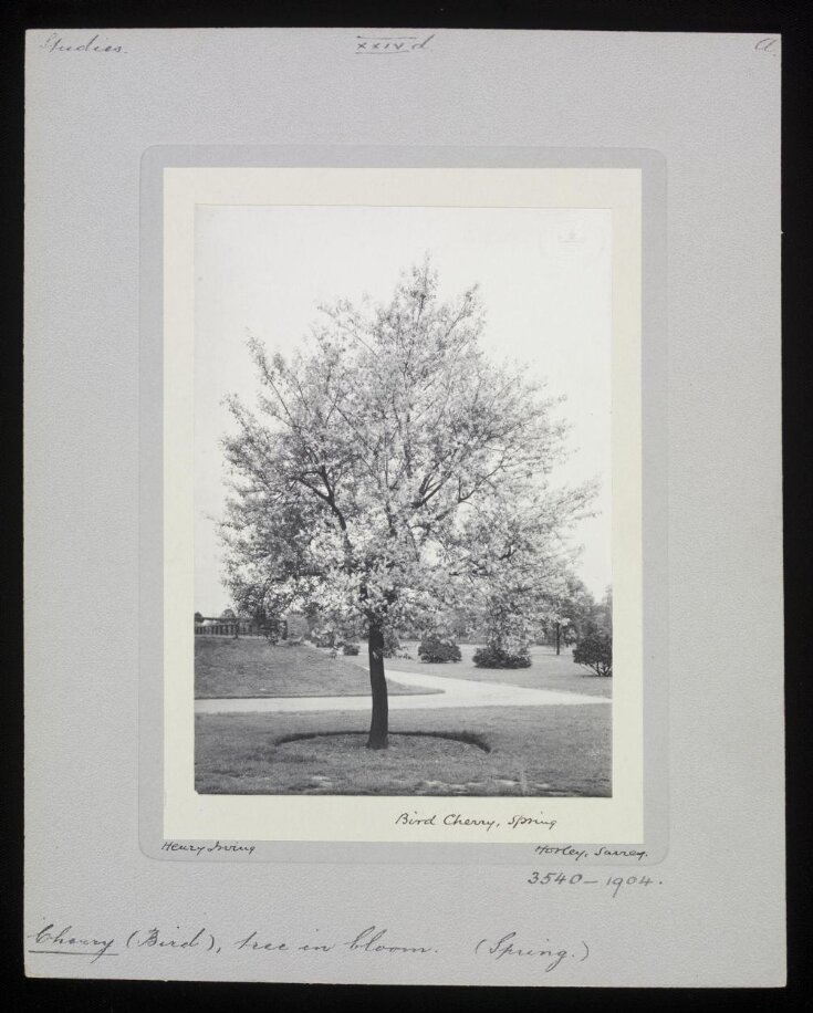 Bird Cherry, Spring top image