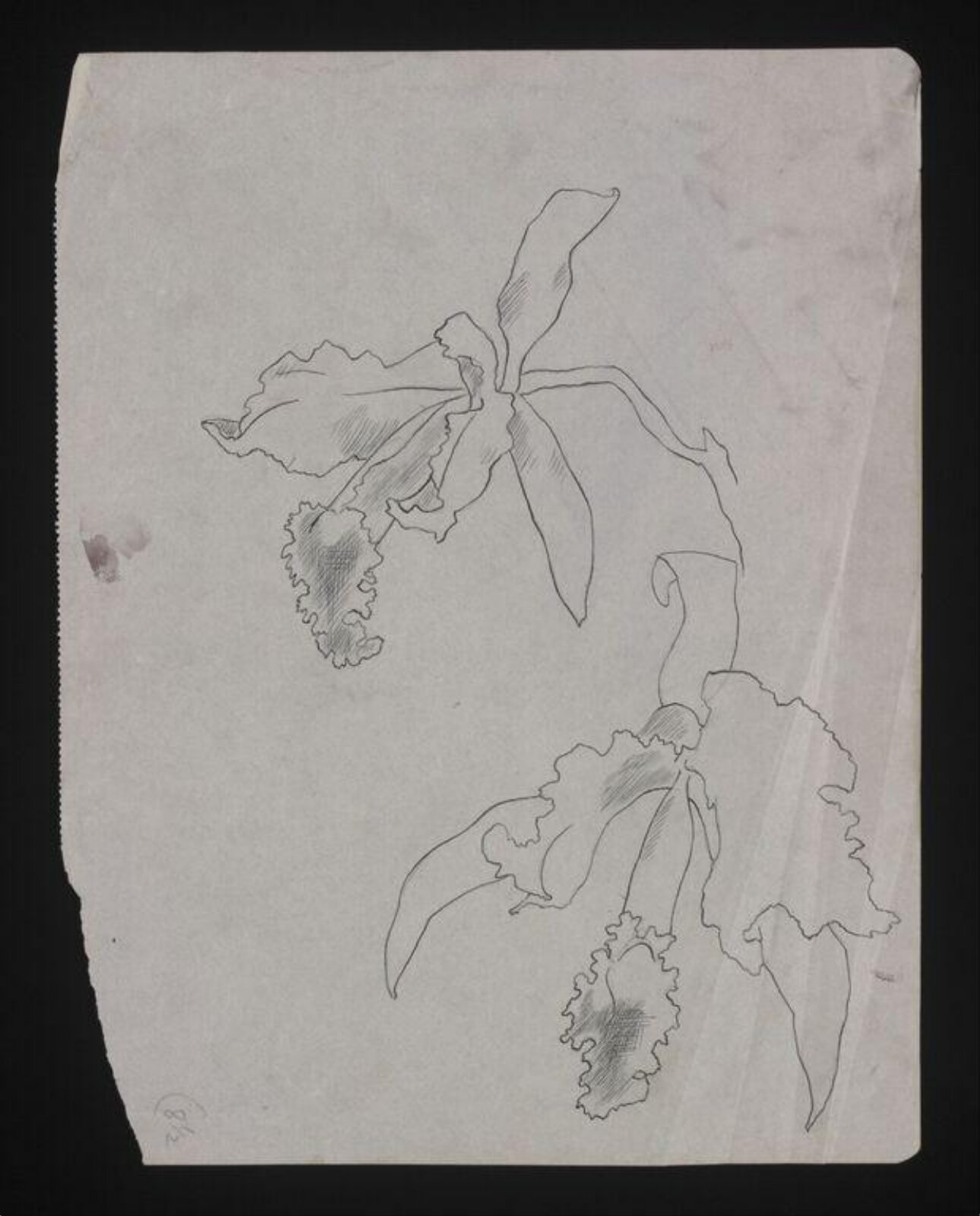 Drawing, Cecil Beaton, ca.1940-1960