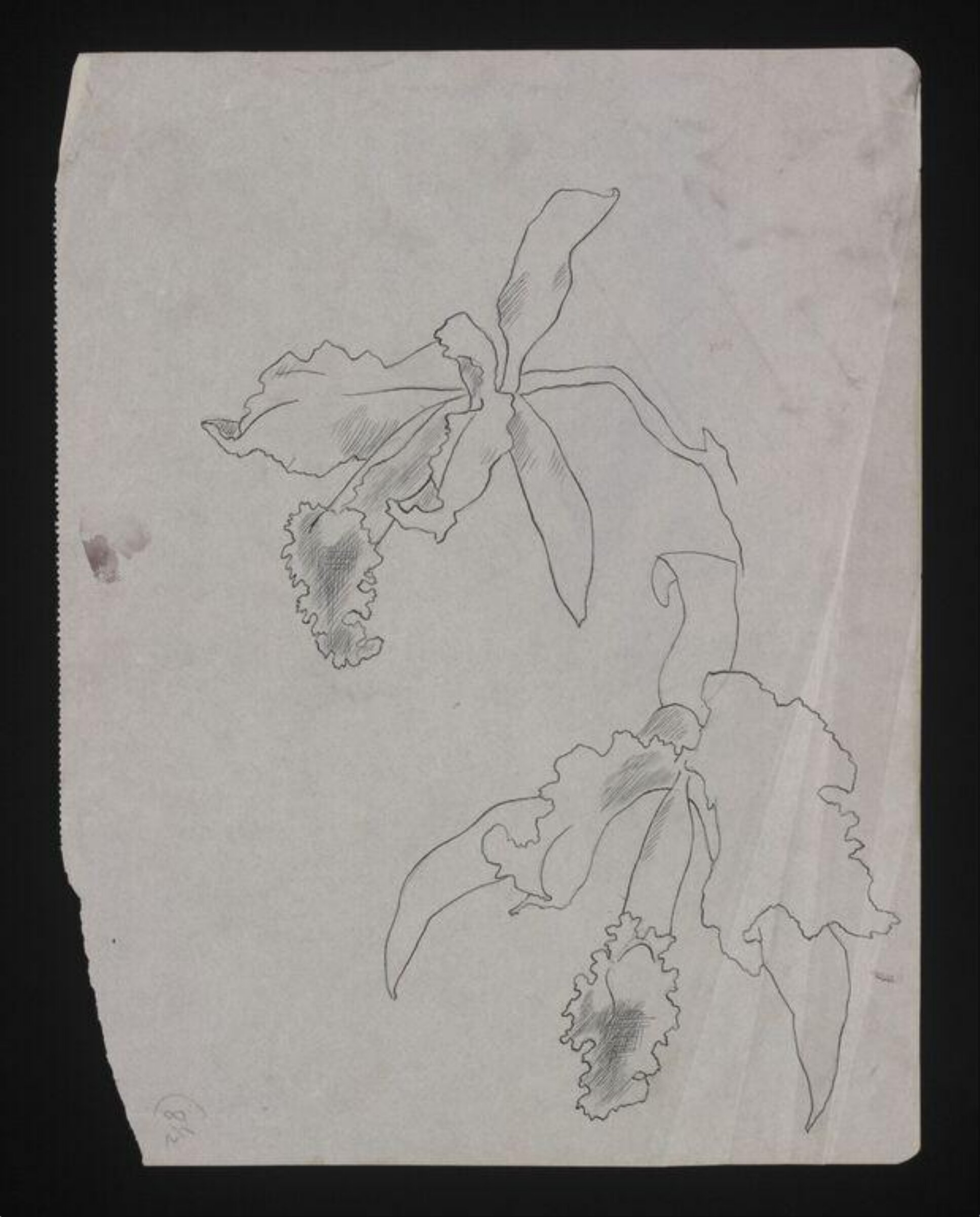 Drawing, Cecil Beaton, ca.1940-1960