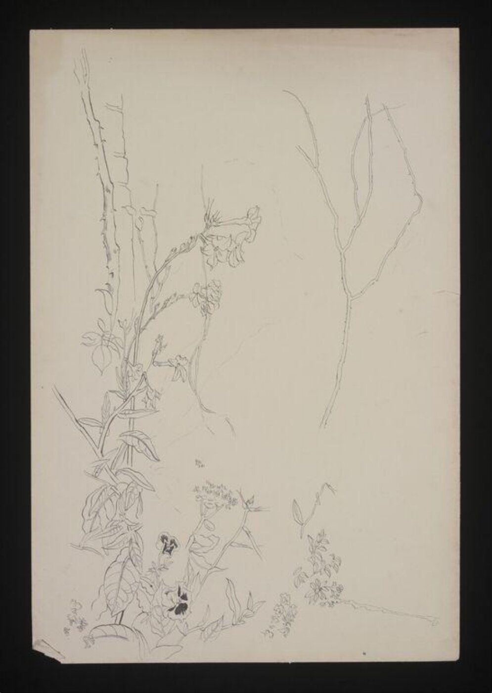 Beaton, Cecil (Sir), Drawing