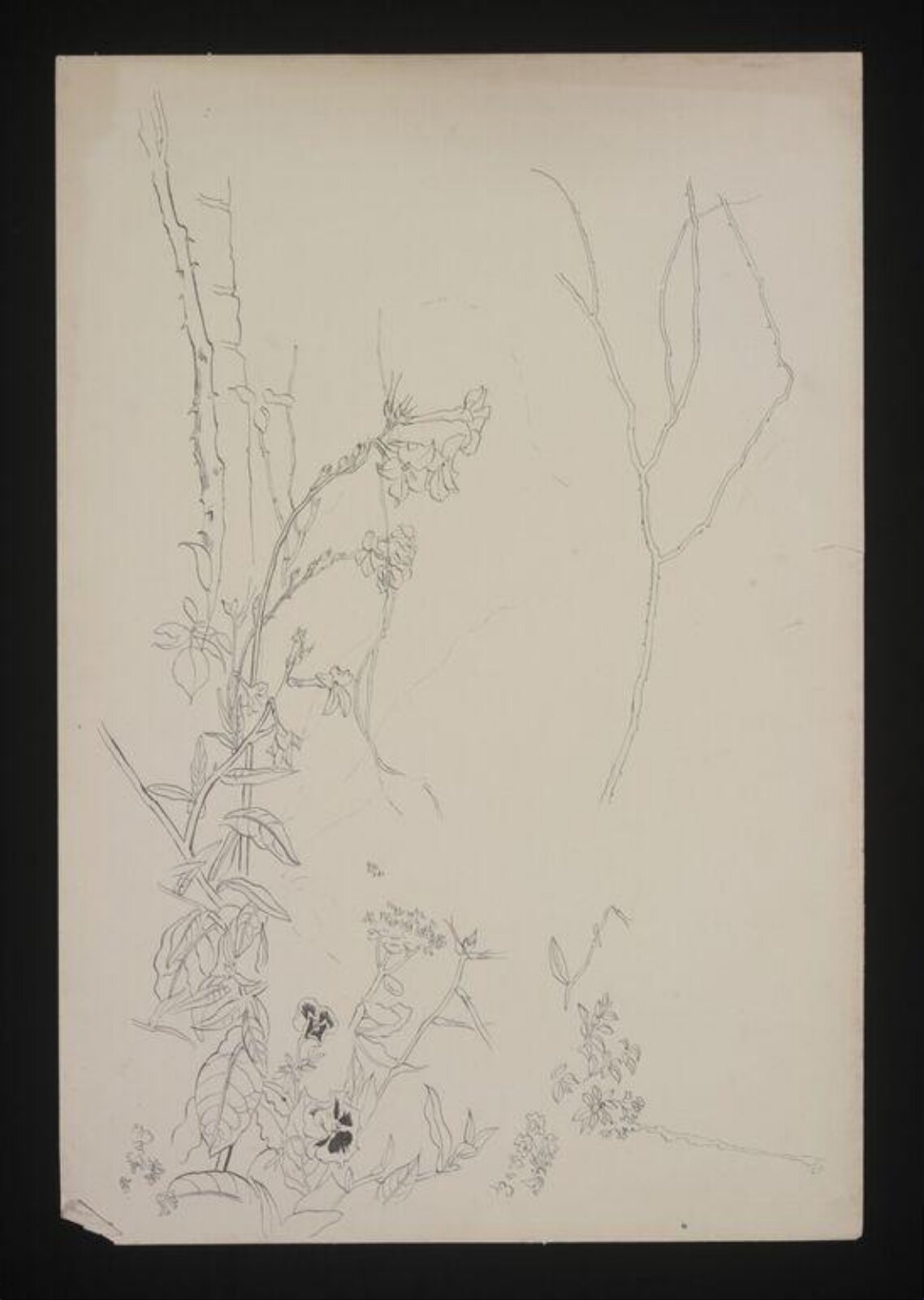 Drawing, Cecil Beaton, 1940-50