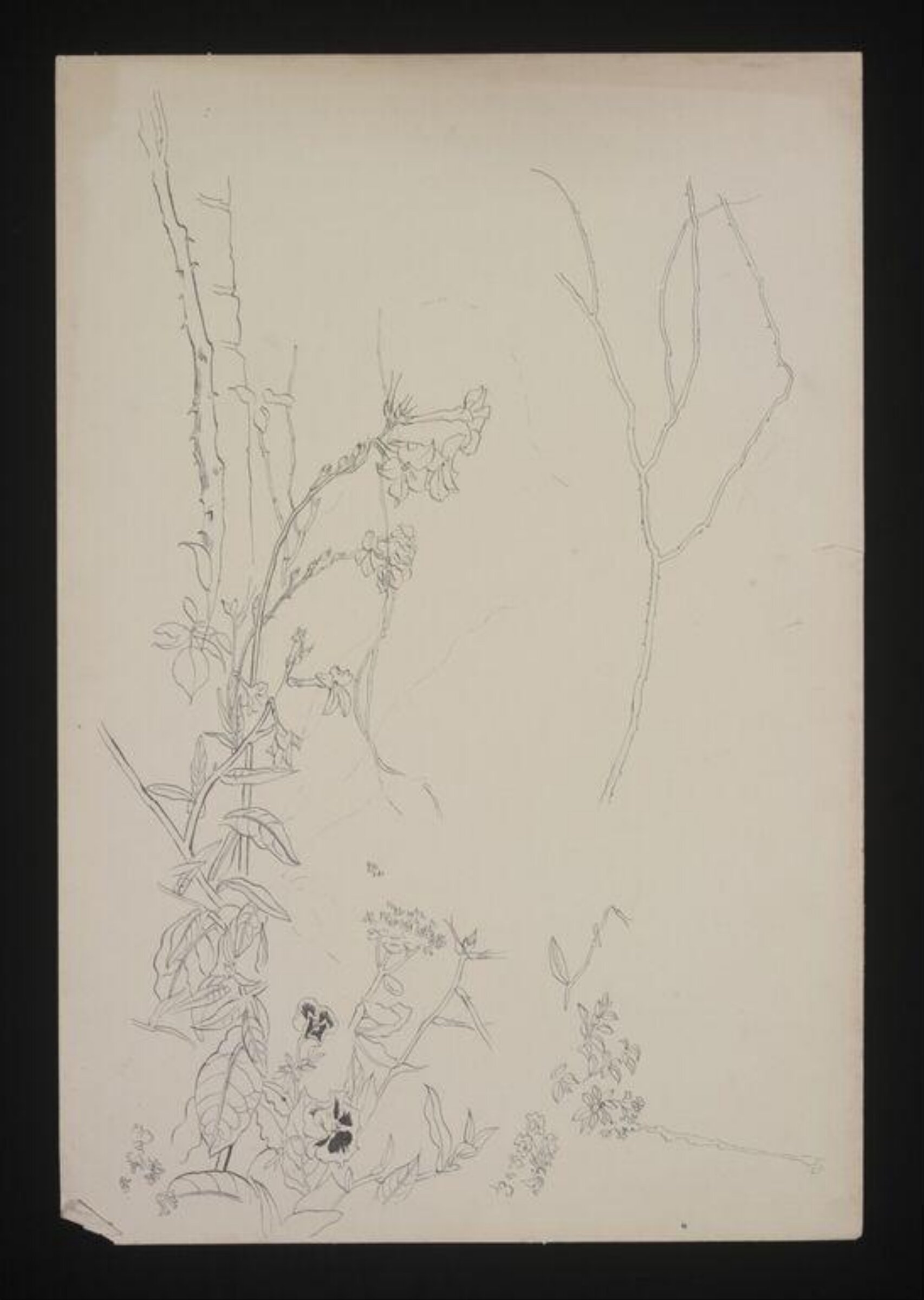 Drawing, Cecil Beaton, 1940-50