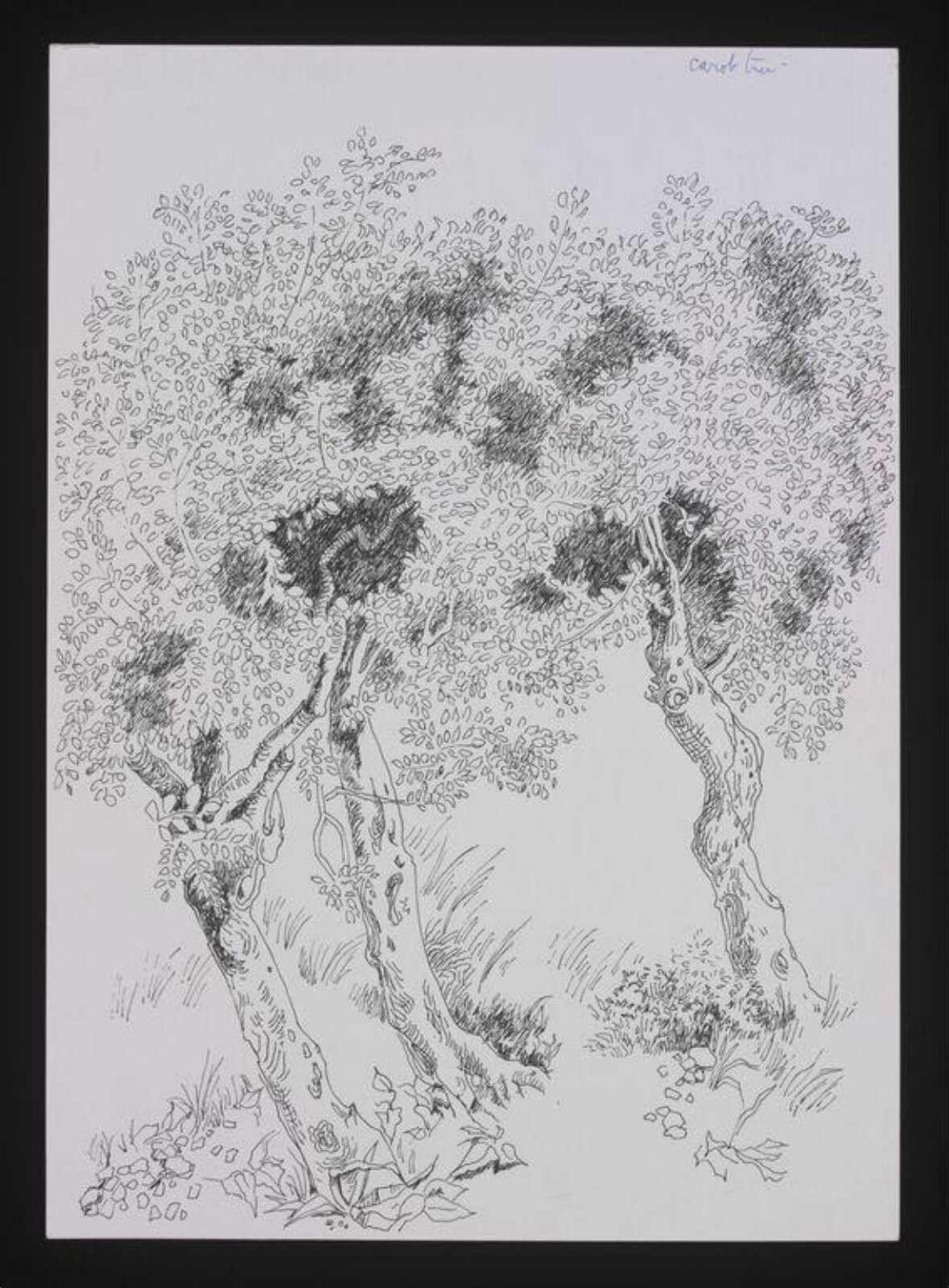Drawing of Trees, Cecil Beaton, 20th century